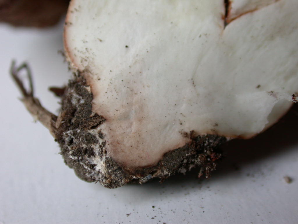 Tricholoma populinum ...!!!